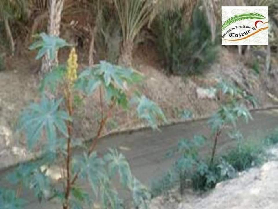 Residence Loued Tozeur Exterior foto